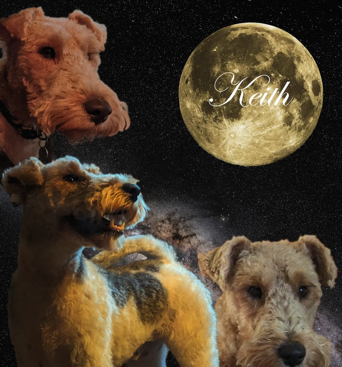 Keith, a fox terrier Keith, a fox terrier